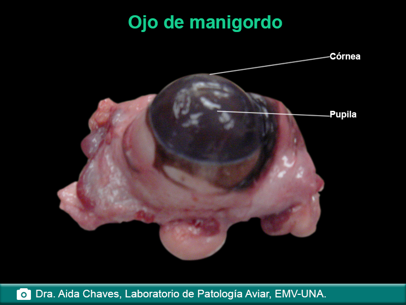 Ojo de un manigordo